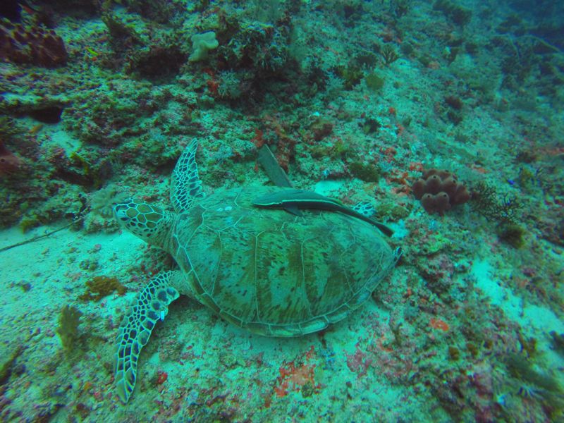 Green sea turtle and slender sucker fish
